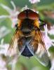 Phasia hemiptera